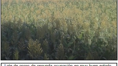 Los rindes de los primeros lotes de Maíz superan las expectativas iniciales