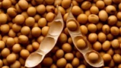 Informe Quincenal Mercado de Granos del INTA Pergamino