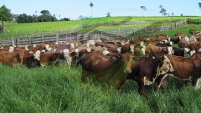 La fertilización foliar genera un fuerte aumento en la producción de alfalfa