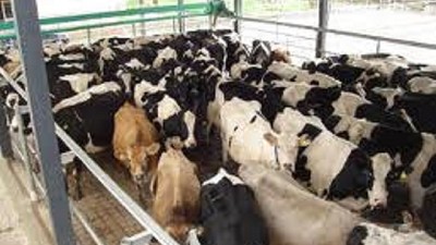 ¿Cuál es la incidencia actual de la leche cruda en el valor de los lácteos en góndola?