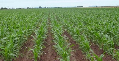 El Banco Provincia prestará $28 mil millones al campo