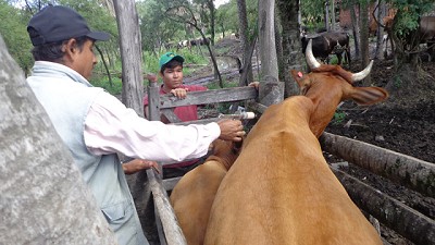 Supervisión conjunta de la vacunación antiaftosa con el Senacsa de Paraguay