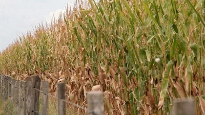 Recuperación de los precios de los principales granos