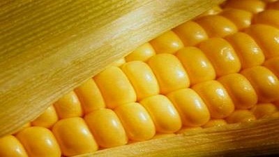 El maíz pasó de ser un cultivo ruinoso a ser el más rentable