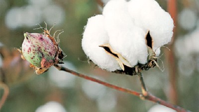 Producción realizó en hermoso campo una jornada demostrativa en algodón