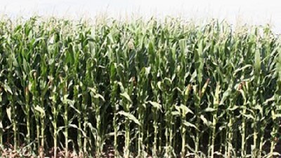 Volvió la rentabilidad del maíz en el norte del país y creció la superficie