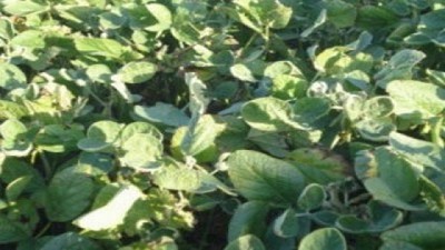 Por el avance de la cosecha en el país, baja la soja en el mercado local