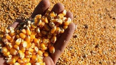 Prevén una mayor cosecha de maíz