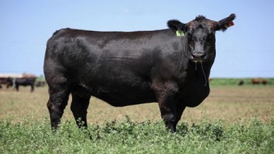 Amplia convocatoria de productores Angus en San Luis