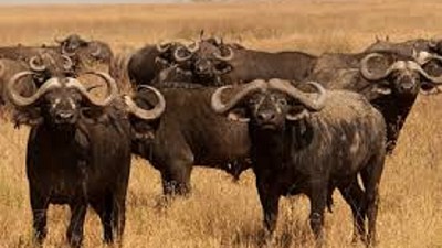 Disertantes internacionales participarán del Encuentro de Búfalos de Corrientes