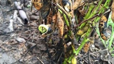 Oscuridad en los lotes de soja y aumento del brotado de grano - GEA - BCR