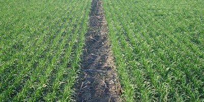 Micorrizas, la tecnología que revoluciona al cultivo de trigo y cebada por su incremento en los rendimientos