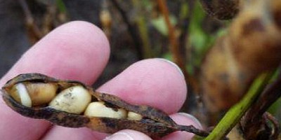 En Soja difícilmente se llegue a superar las 60 millones de toneladas