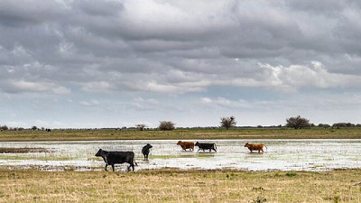 Inundaciones: recomendaciones para prevenir zoonosis y problemas sanitarios