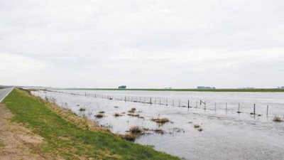 La soja marcó nuevo máximo en ocho meses por la continuidad de las lluvias