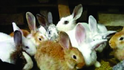 Taller teorico-práctico en cría de conejos para autoconsumo