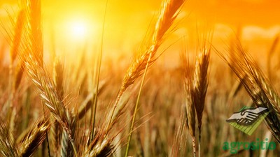 Comenzó a funcionar la Mesa de Trigo de la Provincia de Buenos Aires