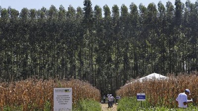 Soja, vacas y árboles: la receta de Brasil ante el cambio climático