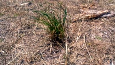 Manejo y control sustentable de Raigrás