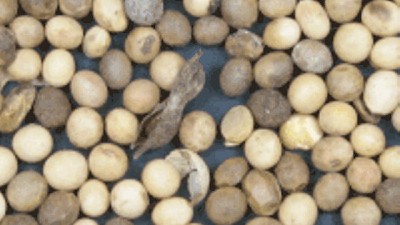 Recomendaciones sobre Granos y Semillas de Soja