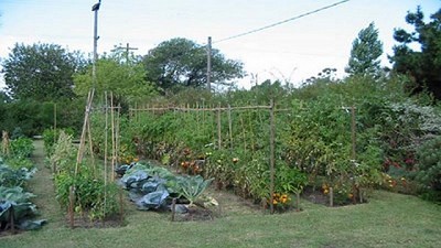 Agricultura promueve el consumo de aromáticas