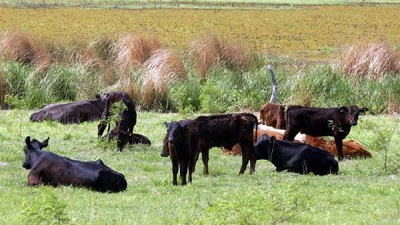 Se recompone el stock bovino y está en el nivel más alto desde 2010