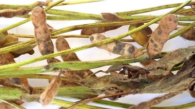 Lluvias y calidad de la semilla de soja para la campaña 2016/17