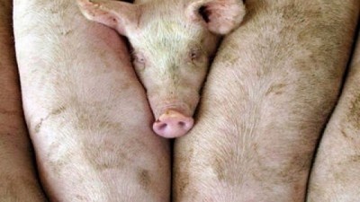 Primeros resultados de las acciones de fortalecimiento de la actividad porcina 