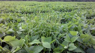 La Nanotecnología y las Buenas Practicas Agrícolas