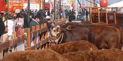 AgroActiva: Pasión por Limousin a través de Los Ombúes