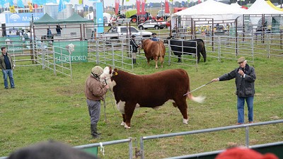 La meta: 1.500 kilos de carne por hectárea por año