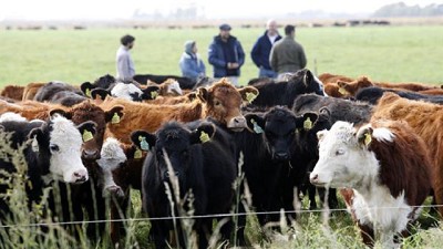 Vuelven las vacas: destacan el cambio de expectativas para invertir en la ganadería