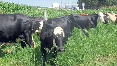 Con la integración de granos, carne y árboles, el techo todavía está lejos