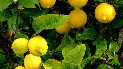 Estados Unidos avanza en acciones para autorizar la importación de limones del Noroeste Argentino