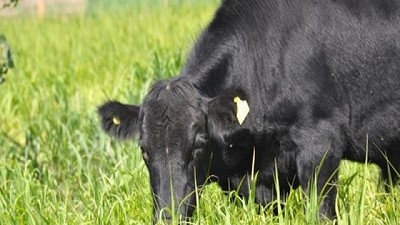 Sanidad animal de Chaco le solicitó al Senasa mayor flexibilidad en el movimiento de hacienda