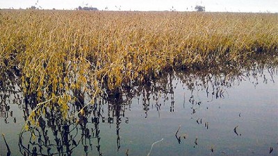 El dilema de los sojeros santafesinos: ¿cosechar o no cosechar?