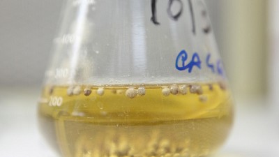 Alternativas para certificar la calidad de la soja