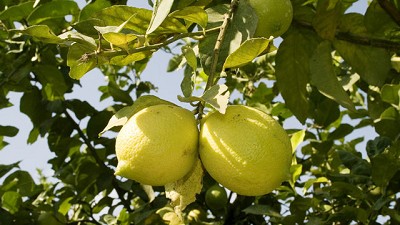 Avances en la exportación de limones a EE.UU.