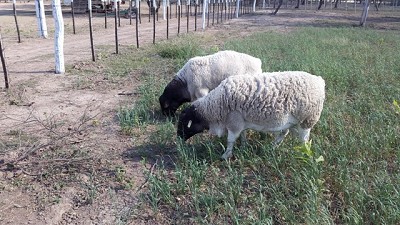 Alhua con sus Dorper por primera vez en AgroActiva