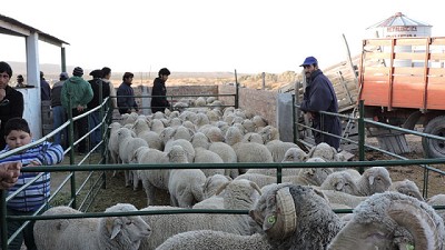 El Cuy: dictan capacitación sobre técnicas de reproducción en ovinos