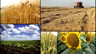 La comercialización de granos es 5% menor a la campaña pasada