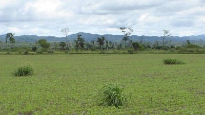 En dos años, las malezas resistentes aumentaron su presencia hasta 50%