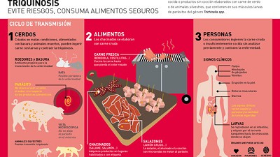 Triquinosis: recomendaciones para prevenir la enfermedad
