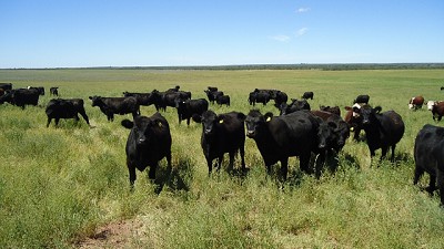 Negocios Agrositio Hacienda- Busquedas especiales con gastos bonificados