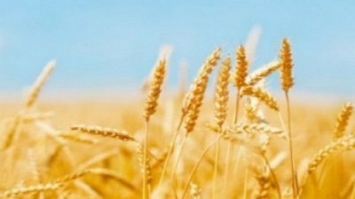 Una cosecha con final difícil complica al trigo - GEA - BCR