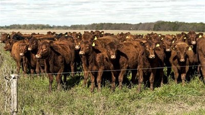 Vacas más granos, una ecuación muy rentable en campos de la zona núcleo