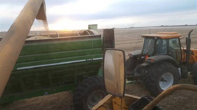 La otra cara de las lluvias: rindes de soja por arriba de los históricos