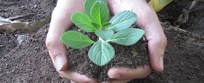 Corrientes fue propuesto como nodo de agroecología en el Nea