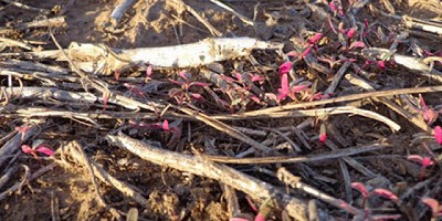 El Senasa dio a conocer el listado de malezas resistentes