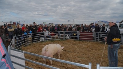 La mejor genética en cerdos se exhibirá en AgroActiva